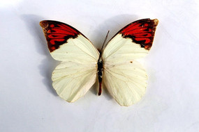 �����׶�����걾