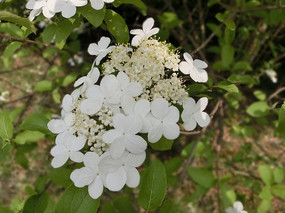 �����е�һ֧��ɫ����