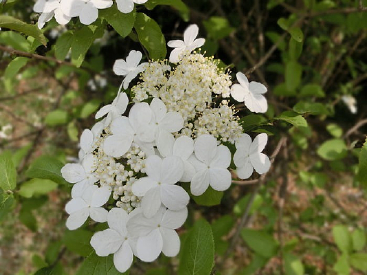 �����е�һ֧��ɫ����