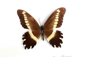 ���ڵ·���걾