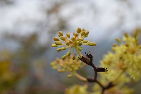 ��ɫ����