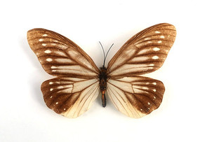 ���̵��ı걾