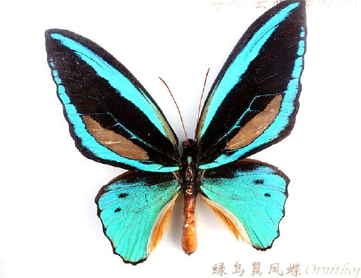 ����������걾