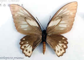 ����������ı걾