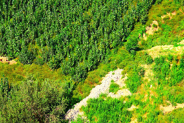 ��ɫС����