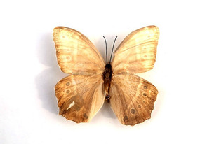 �������۵��걾