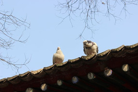 �ݶ�����