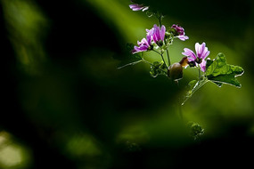 ͵ʳ���������ţ