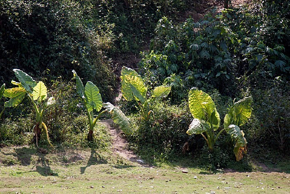 Ұ����ȴ�ֲ��