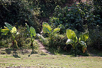 Ұ����ȴ�ֲ��