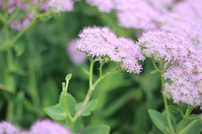˱