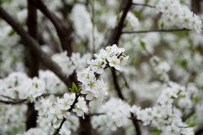 ��ɫ����