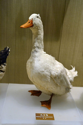 ����Ѽ�걾