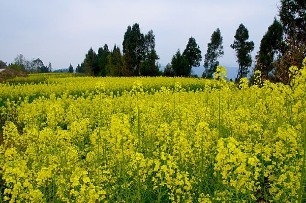 ��Ƭ�Ͳ˻�ͼƬ