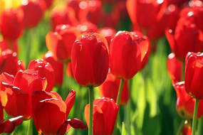 ��ɫ������