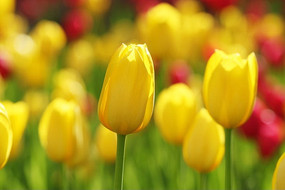 ��ɫ������