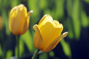 �����ɫ������