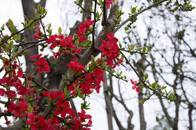 ��Ҷ�컨��ͼƬ