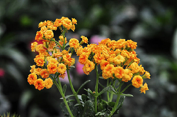 �����ĳ��ٻ�