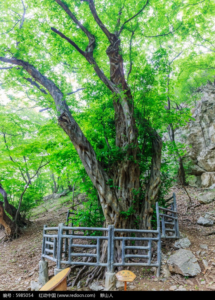 特级保护的3500年树龄的古靑檀树