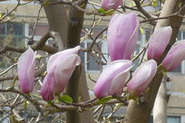 ���ŵ�����