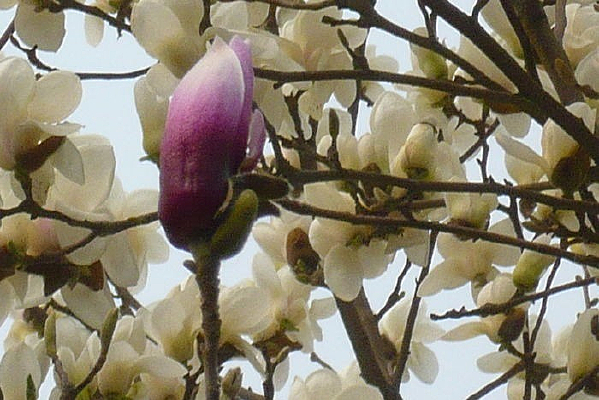 ��ɫ����