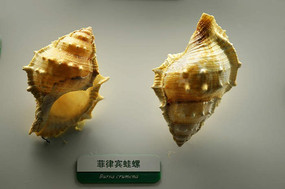 ���ɱ��ز�