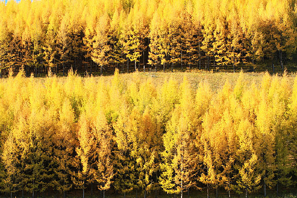 ��ɫ����