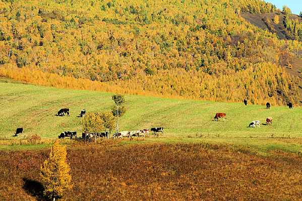 �ּ������ﾰ