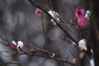 ÷������