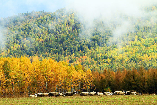 ����������Ⱥ