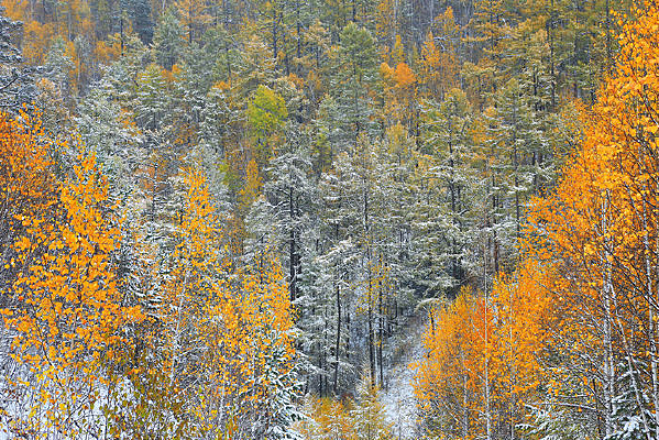 ����ѩ��