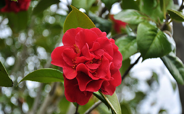 ʢ���ĺ�ɫ���Ļ�