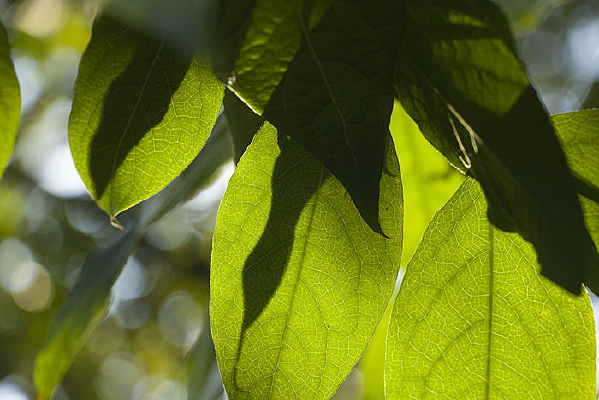 ͸����Ҷ��