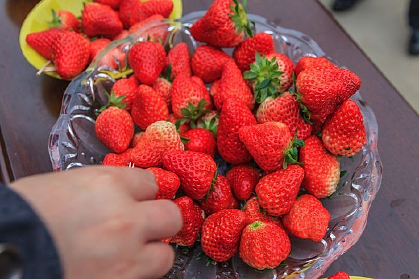 �����Ĳ�ݮ