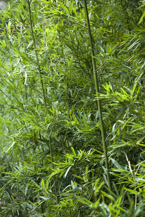 竹叶竹叶清新绿色竹叶一束竹叶竹叶竹叶植物竹叶竹子竹林竹林竹林住宅