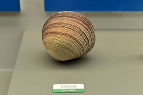 海洋生物贝类棕带仙女蛤标本