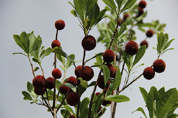 �������÷