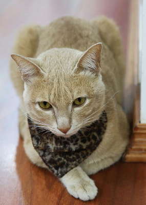 ��Χ���Ļ�è