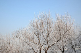 ��֦�Ͻ�׵�ѩ��