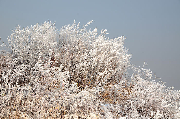 ��װ�ع�����ľ