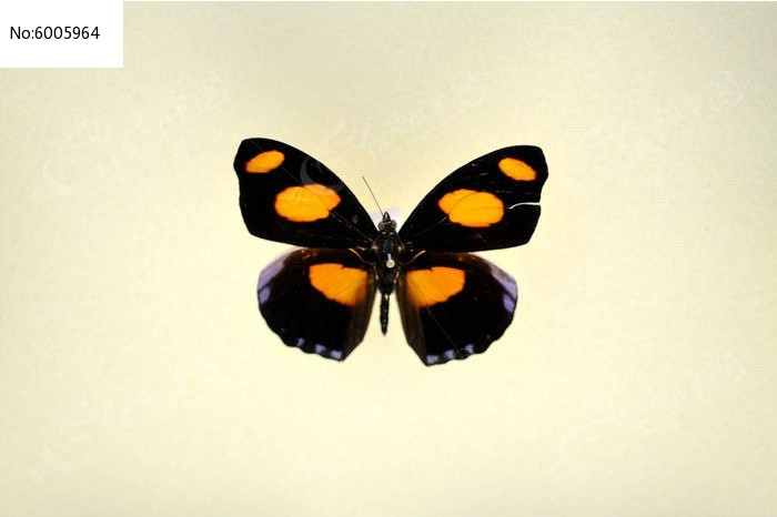 �Ȱߺ��̵�ͼƬ