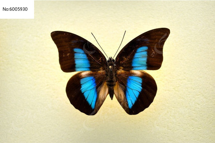 ��ѥ�̵�ͼƬ