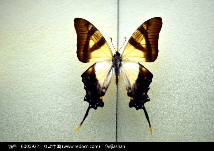 �������ͼƬ