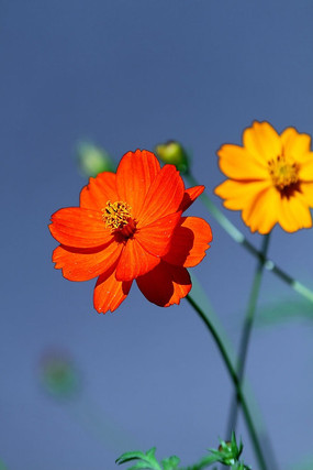 菱形红花黄花花坛