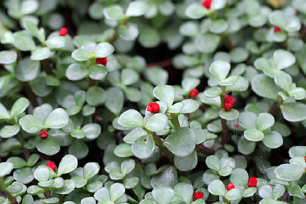 ��֦��Ҷ����