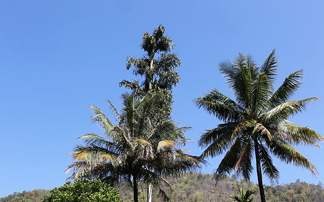 �ȴ������