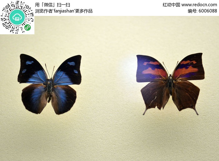 ʫ���̵���˫�����̵�ͼƬ