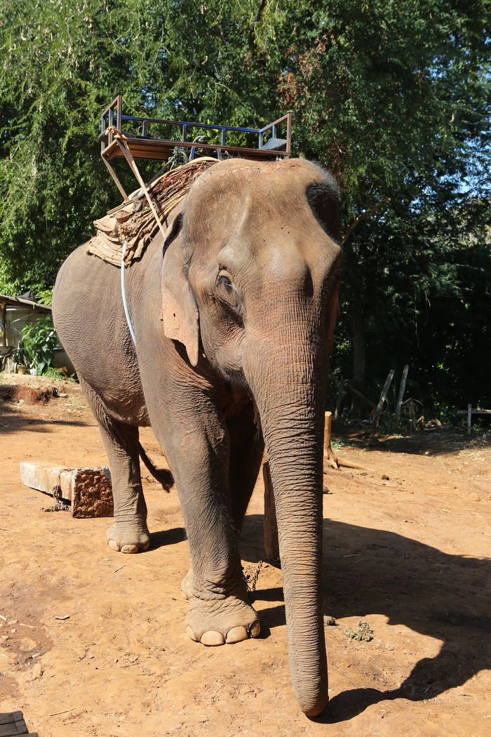 泰国清迈大象