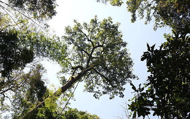 �����ȴ����ֵĴ���ľ